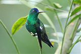 Indigo-capped Hummingbirdborder=